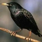 image of bird