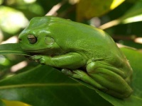 image of tree_frog #31