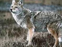 image of coyote