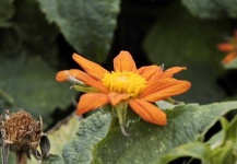 image of flower