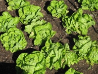 image of lettuce #7
