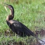 image of bird