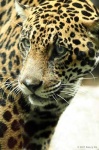 image of jaguar_car