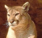 image of cougar_face