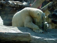 image of ice_bear