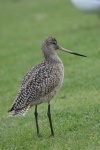 image of dowitcher