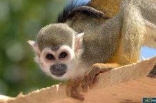 image of squirrel_monkey