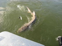 image of sturgeon