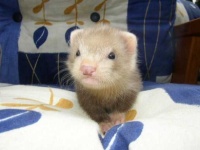 image of polecat