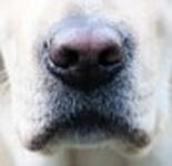 image of dog_nose