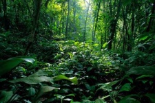 image of tropical_forest