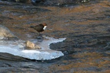 water_ouzel