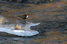 image of water_ouzel