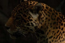 image of jaguar_car