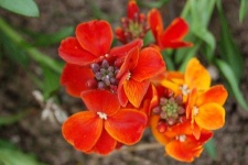 image of flower
