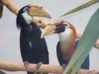 image of hornbill