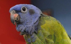 image of parrot #5