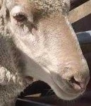 image of animal