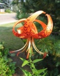 image of flower