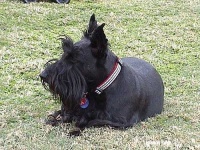 image of scotch_terrier
