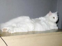image of angora