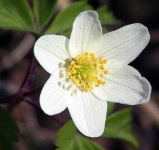image of flower