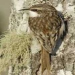 image of bird