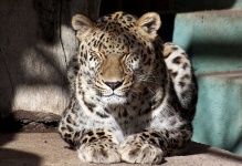 image of animal