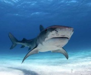image of tiger_shark