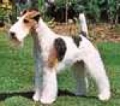 image of lakeland_terrier