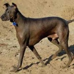image of animal