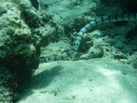 image of sea_snake