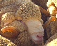 image of ram