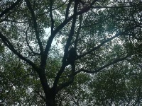 image of howler_monkey