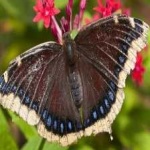image of animal