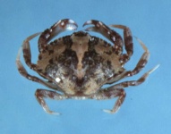 image of rock_crab
