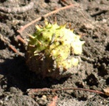image of buckeye
