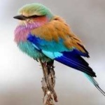 image of bird