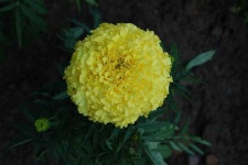image of flower