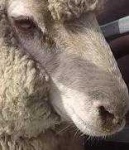 image of animal