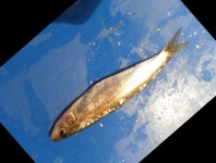 image of fish