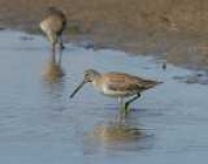image of dowitcher