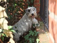 image of sealyham_terrier #30