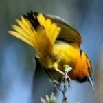 image of bird
