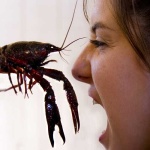 image of crayfish