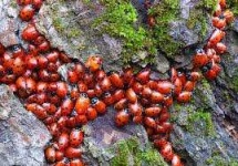 image of ladybugs #55