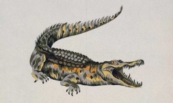 image of crocodile