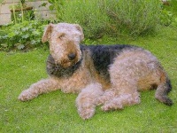 image of airedale