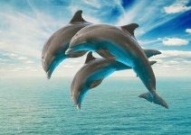 image of animal