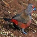 image of african_firefinch #15